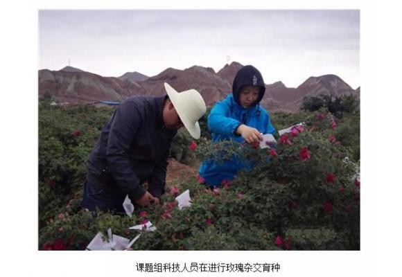 兰州苦水玫瑰研究项目验收