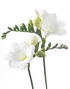 荷兰：小苍兰新品种