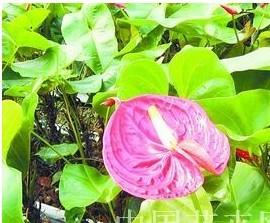 主要切花品种五月行情 南北市场差异逐渐扩大