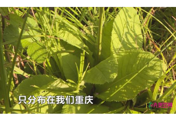 濒危植物重大发现！这种植物全世界只有重庆才有