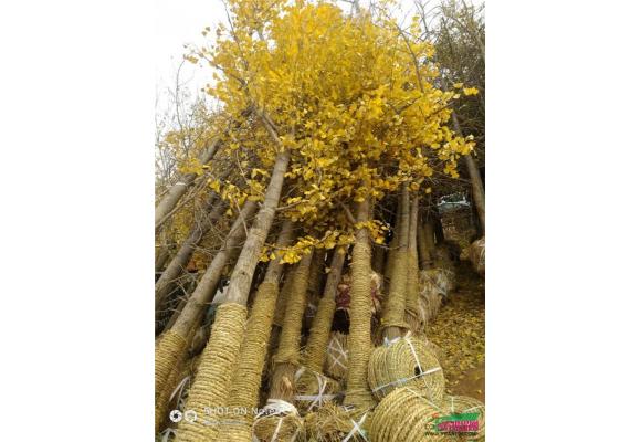 刘洪骏：90后苗木人的银杏之梦