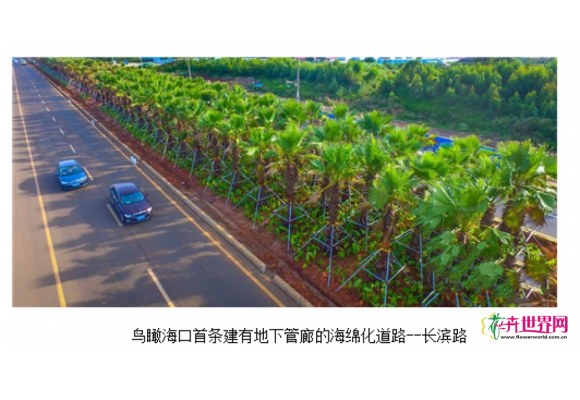 海南:海口首条海绵化道路“颜值”初长成 海南:海口首条海绵化道路“颜值”初长成