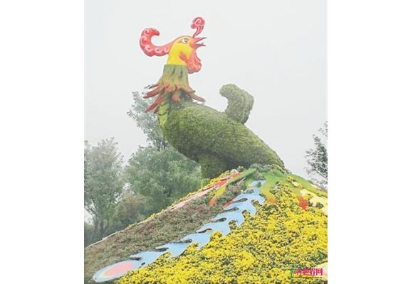 河南开封：35.6万盆花卉迎菊花文化节