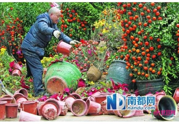广东：年花年桔回收量猛增 花卉公司另租地存放 