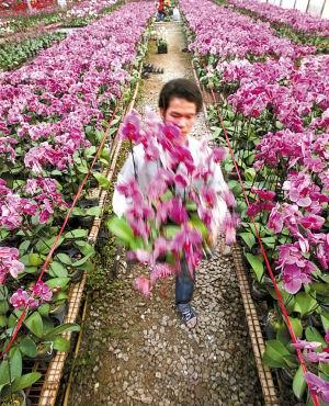 佛山日报：迎春花市引入“文化元素”