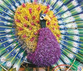 第四届中国（三亚）国际热带兰花博览会举行（图）