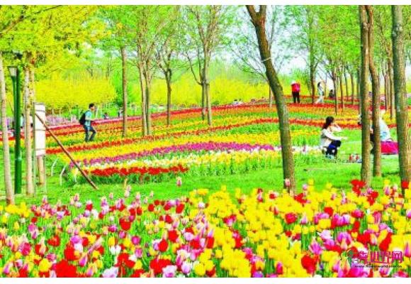 北京:顺义鲜花港400万株郁金香明日迎客 北京:顺义鲜花港400万株郁金香明日迎客