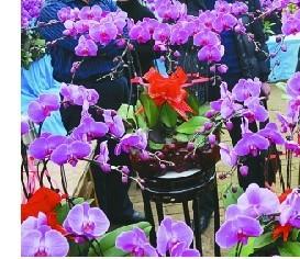青州：春节临近花卉俏销 花卉市场日渐红火