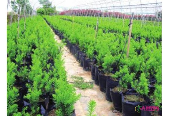 抗霾红豆杉走俏上海圣诞花市