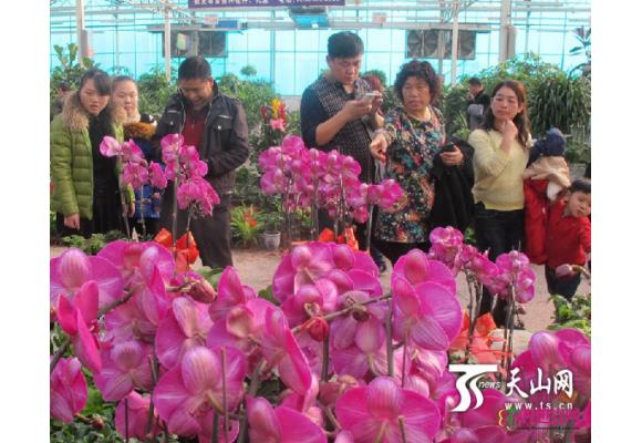 一四三团花卉市场成为春节游客赏花的好去处 一四三团花卉市场成为春节游客赏花的好去处