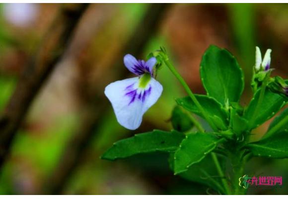 广东：丹霞山现植物新品种 命名“鼠鞭草状堇菜”