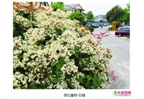 石楠惹争议 绿化专家：石楠是优秀园林绿化植物品种