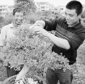 盆景“僧多粥少”培育方式求变