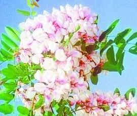 甘肃：天水成功繁育3000多株‘天香槐’（图）