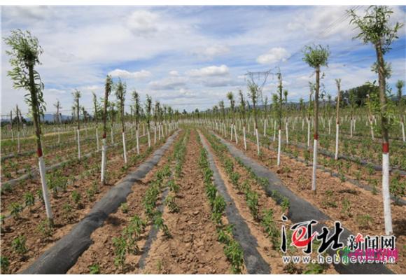 河北2017年完成造林绿化536万亩 河北2017年完成造林绿化536万亩