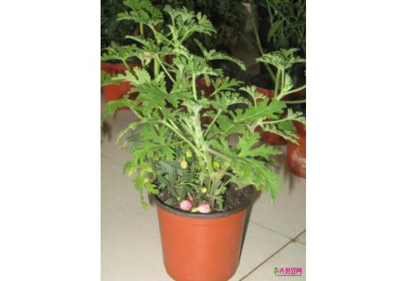 福建：福州驱蚊草热销