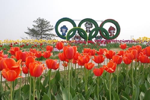 顺义郁金香花展10万株齐亮相