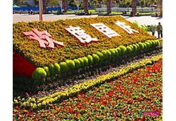 410余万盆鲜花将装扮省城 华丽变身喜迎国庆