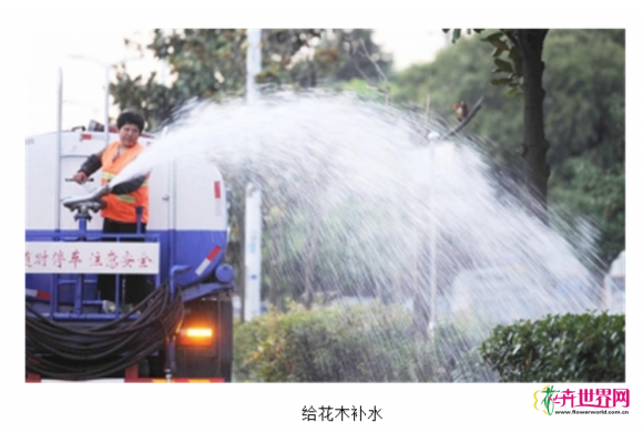 扬州：苗木高温烧烤 夜间抗旱畅补水