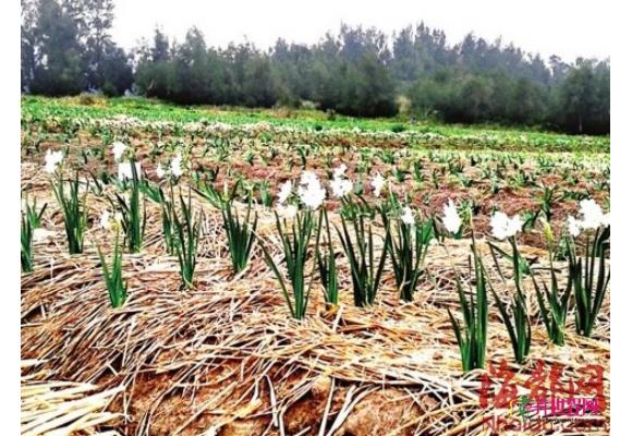 福建：年关将至 漳州平潭水仙花惹人爱 