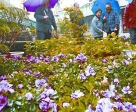 武汉：满春街街坊雨中比拼杜鹃“花王”