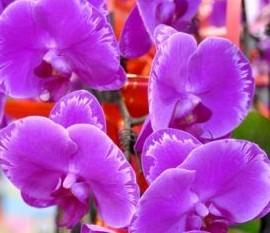 新品蝴蝶兰“光芒四射”登场（图）