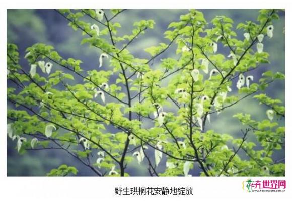 湖南壶瓶山：“植物大熊猫”野生珙桐花绽放