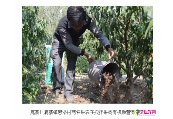 柳州鹿寨给果树调配“营养餐”