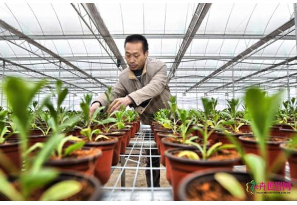 贵州：乌当现代高效农业花卉苗木示范园区育苗移栽忙 