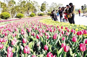 2008上海花展：鲜花盛宴