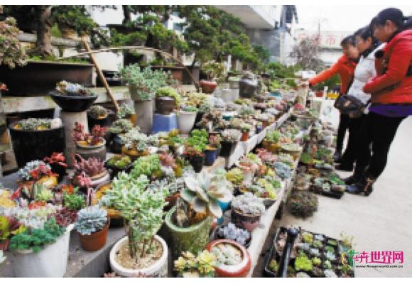 宁波:多肉市场品相好创意盆栽更有竞争力 宁波:多肉市场品相好创意盆栽更有竞争力