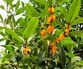 铜梁：首届金秋桂花赏花月17日开幕