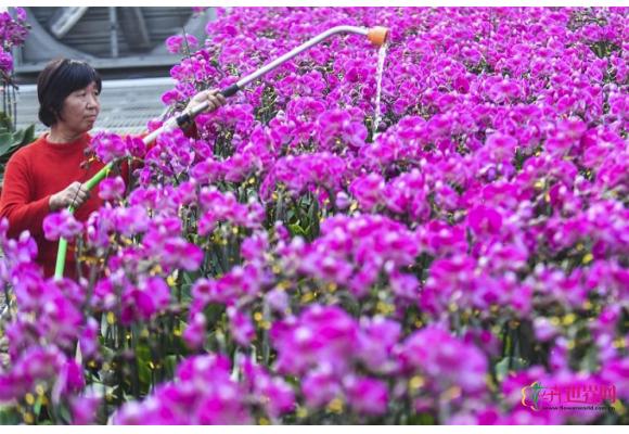 河北安平:花卉飘香 俏迎新春 河北安平:花卉飘香 俏迎新春