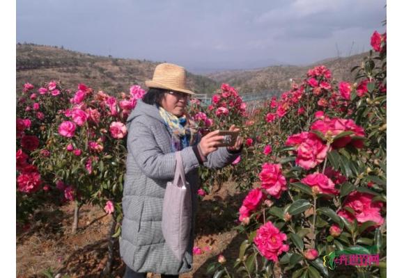 张峻刚十年磨一剑 30万株山茶堆秀山岭景色美 