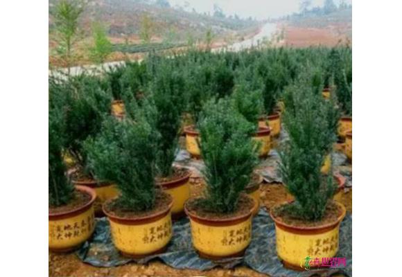林业碳汇有益探索:可为塞罕坝林场带来超亿元收入 林业碳汇有益探索:可为塞罕坝林场带来超亿元收入