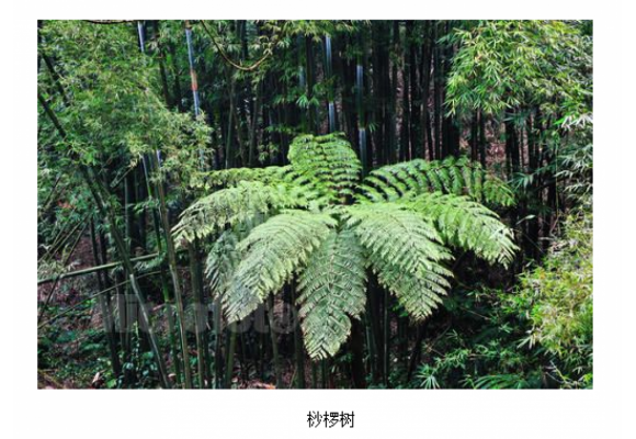 贵阳：30株国家一级保护植物桫椤树被当草除掉