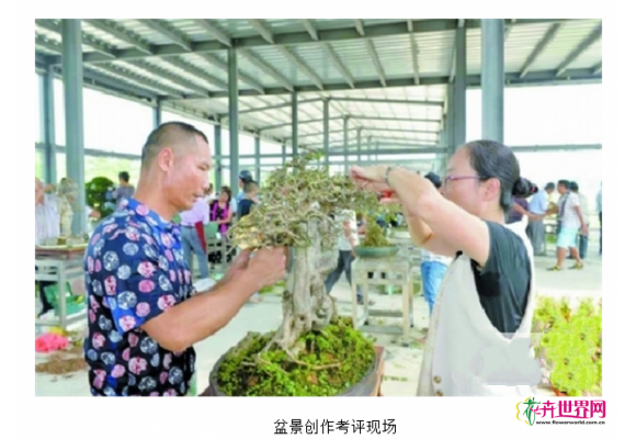 广东盆景协会评审第二批岭南盆景艺术家