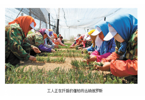 开原借助“互联网+”模式 打开国际苗木市场 开原借助“互联网+”模式 打开国际苗木市场
