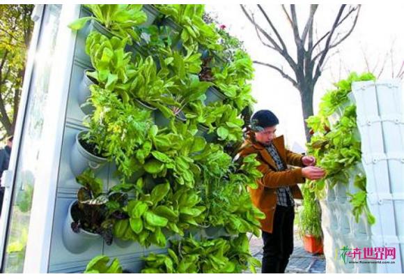 上海:申城今年首次举办市民绿化节 上海:申城今年首次举办市民绿化节