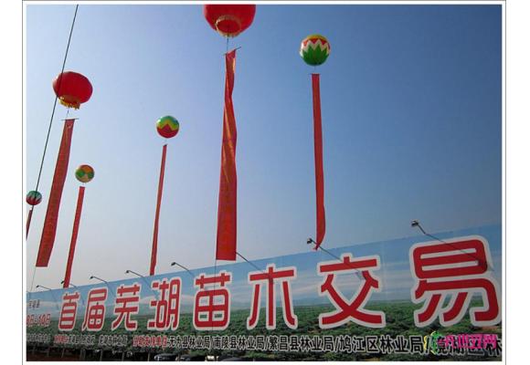 安徽苗木大县下出转型突围的一步“活棋” 安徽苗木大县下出转型突围的一步“活棋”