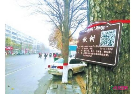 绿化树有了“身份证” 市民扫二维码能获更多知识