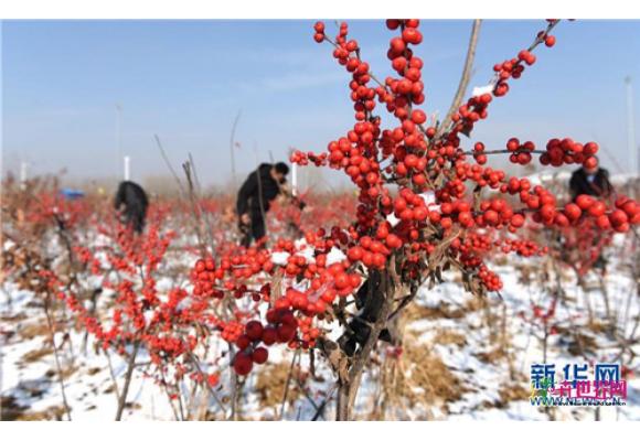 山东沂南：映雪冬青别样红