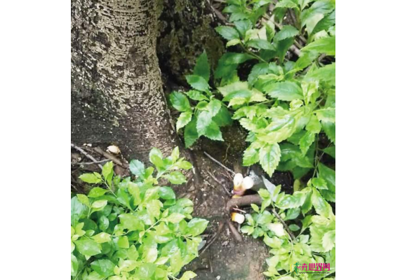 绿化带树底长的野蘑菇慎采慎食