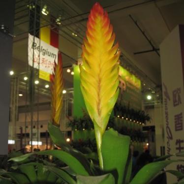 国际花卉园艺展览会：带你看八大奇花异卉（组图）