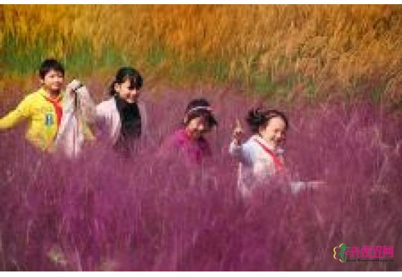 河南：节水观赏草成园林“新宠”