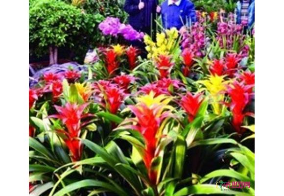 济宁市高新区杨桥花卉市场景色 