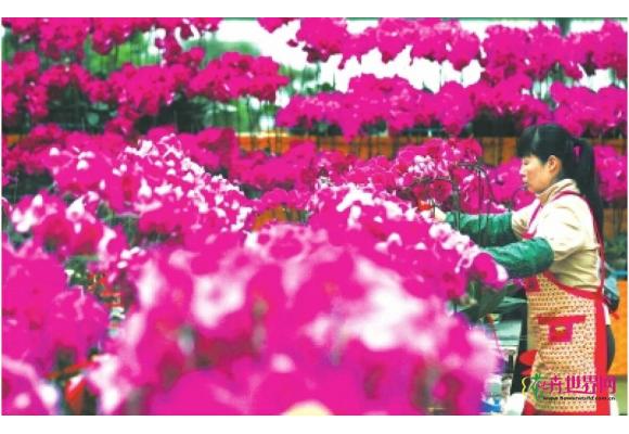 中国花卉园艺展览会郑州开幕 花团锦簇恍若春天