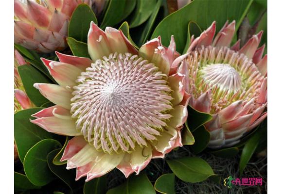 奇葩花卉之霸气系列——海神花 