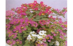 华夏名花珍木秋季“市”比高