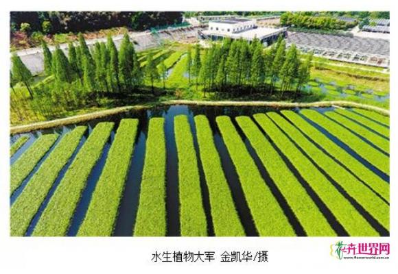 浙江临安:水生植物“大军”净化污水 浙江临安:水生植物“大军”净化污水